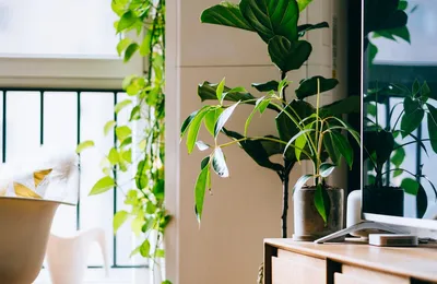 How to use artificial plants for your office decorIllustration