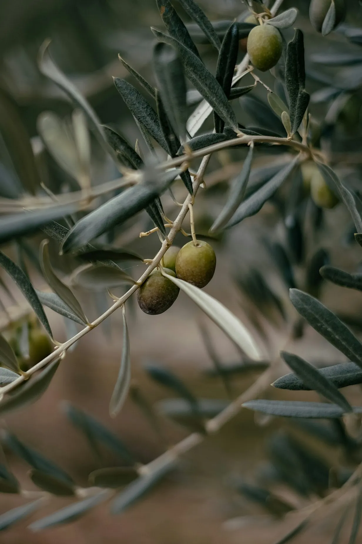 Using Artificial Olive Trees in Your Office: Find Out HowIllustration