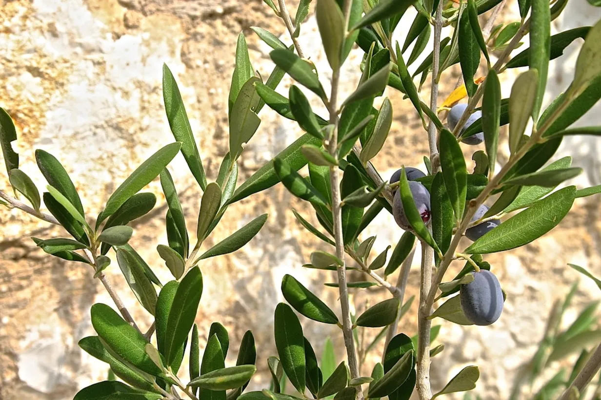 How to Choose the Perfect Artificial Olive Tree for Your Home DecorIllustration