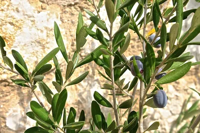 How to Choose the Perfect Artificial Olive Tree for Your Home DecorIllustration