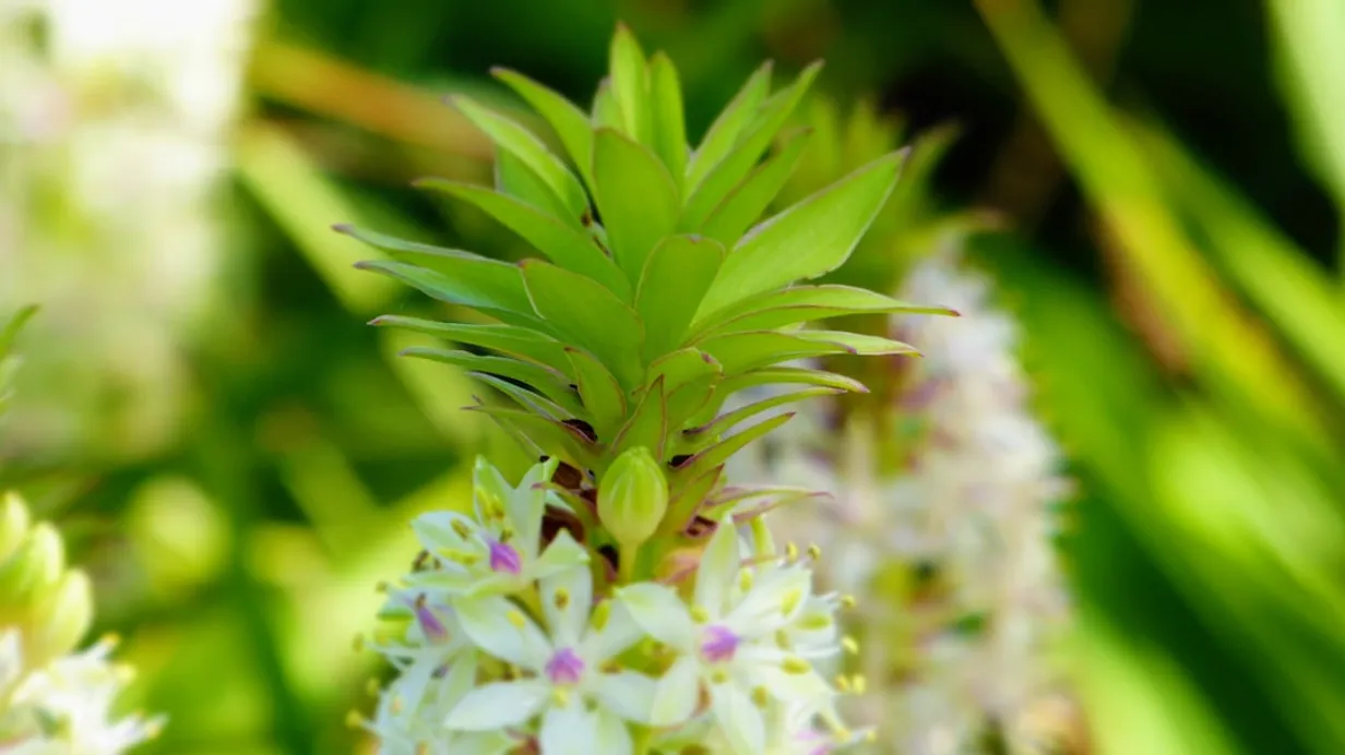 Essential Greenery: Choosing Exotic Plants for Eco-Chic DecorIllustration