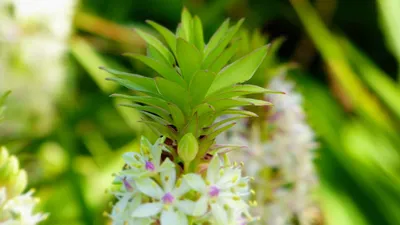 Essential Greenery: Choosing Exotic Plants for Eco-Chic DecorIllustration